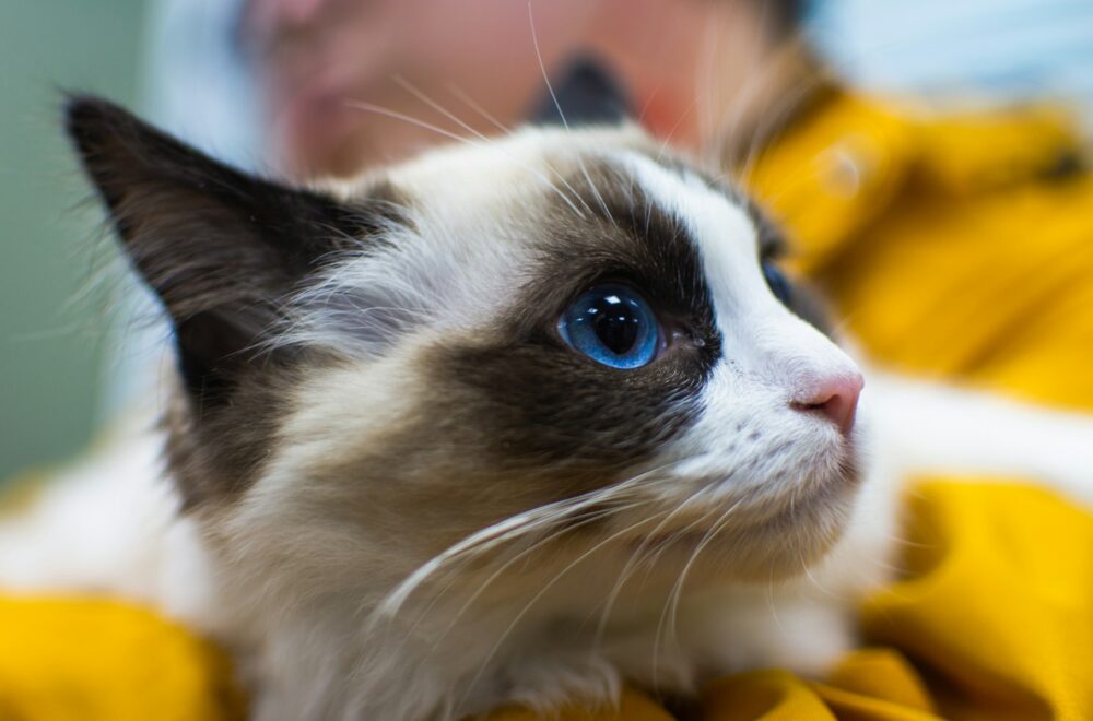 Virus mortal en gatos alarma al sur de Florida: veterinarios detectan cambio preocupante