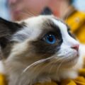 Virus mortal en gatos alarma al sur de Florida: veterinarios detectan cambio preocupante