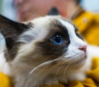 Virus mortal en gatos alarma al sur de Florida: veterinarios detectan cambio preocupante