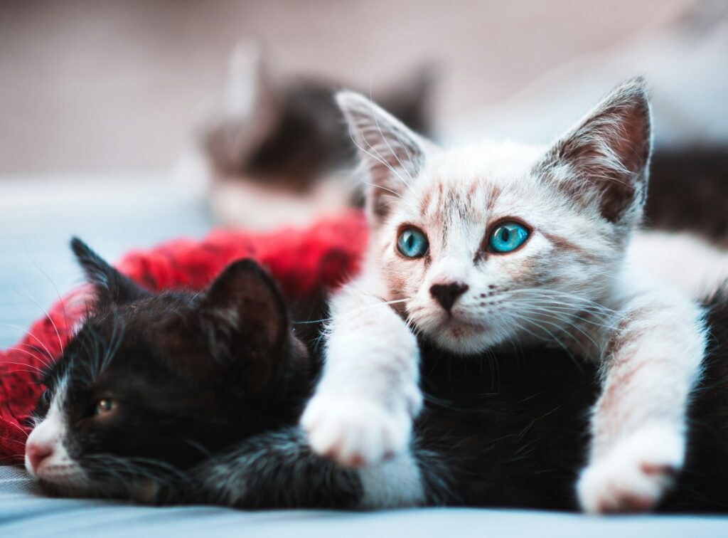 virus felino en Florida