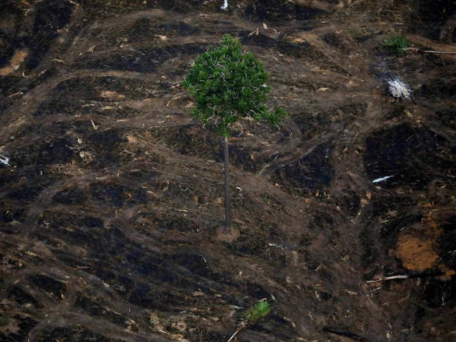 Sufre la Amazonia mayor deforestación en 11 años