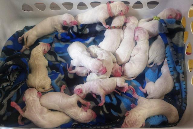 ¡Impresionante! Perra dálmata en Texas da a luz a una camada de 16 cachorros