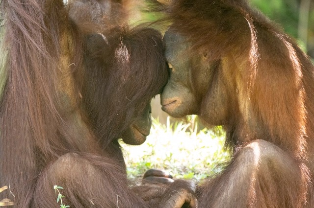 Conexión de amor entre pareja de orangutanes del Zoo Miami