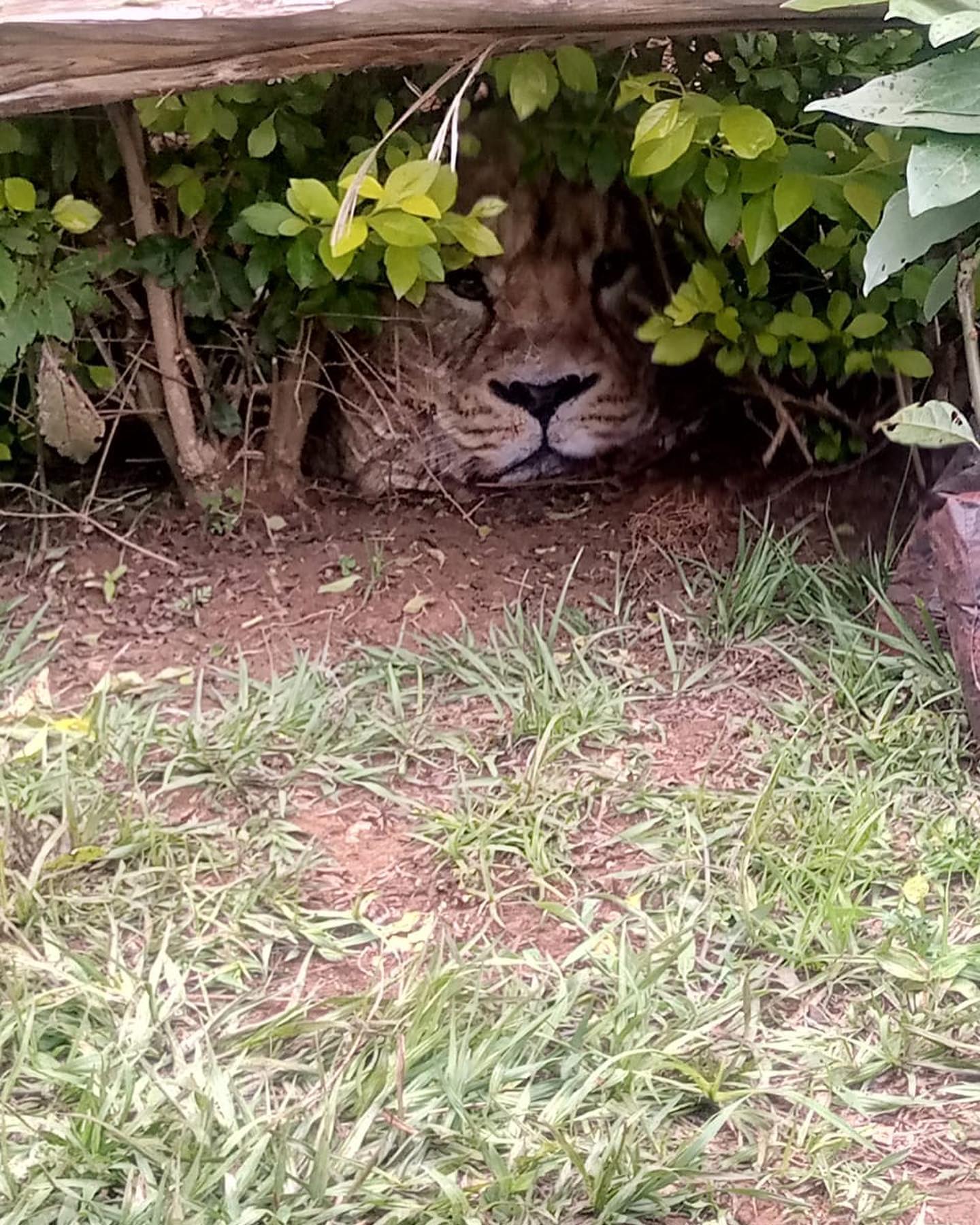 Alerta en pueblo de Kenia por león suelto en zona residencial, pero resultó ser una bolsa