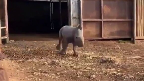 ¡Adorable! Este video viral de un bebé rinoceronte te alegrará el día