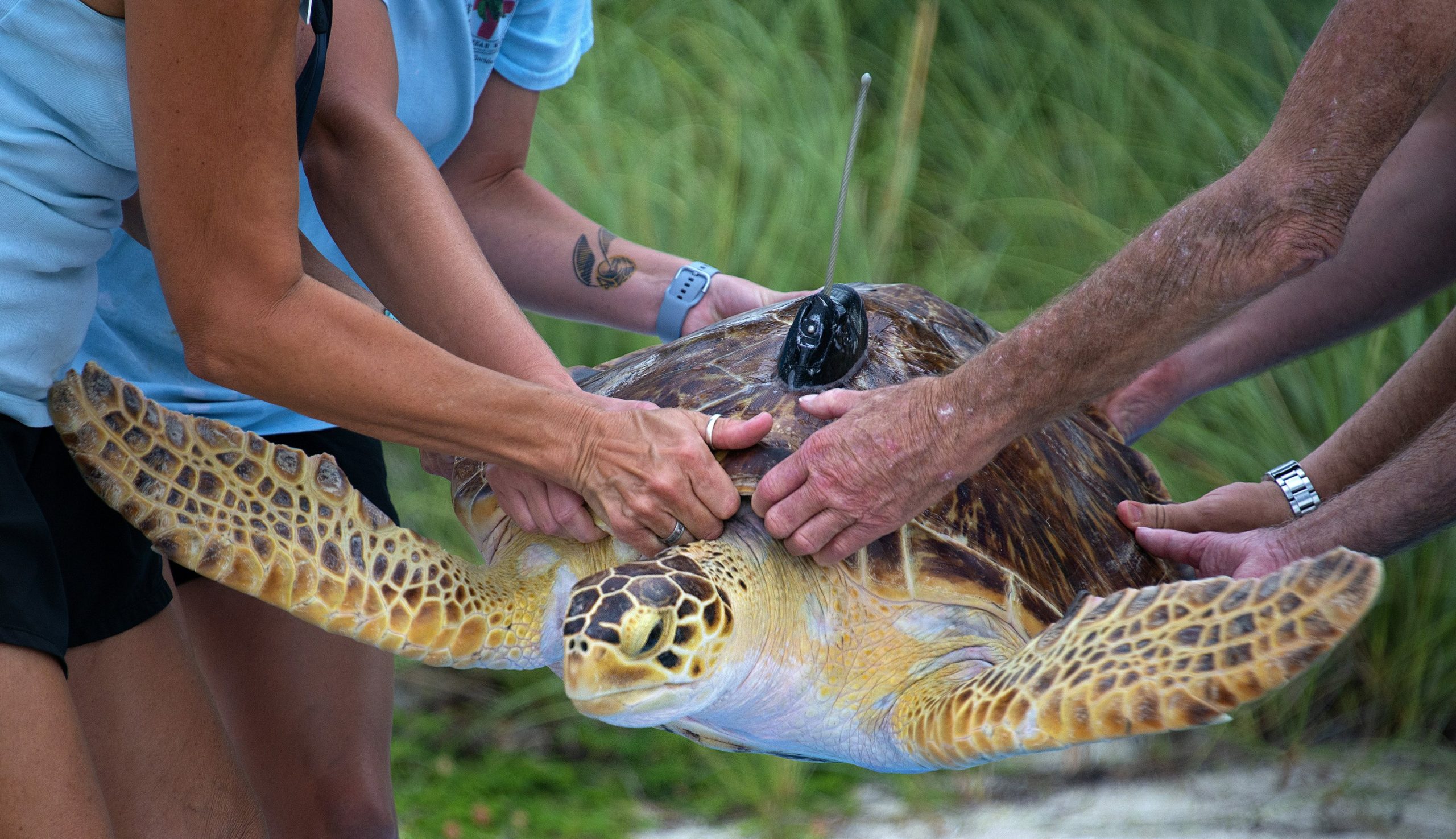 Una rara tortuga marina liberada en los Cayos de Florida