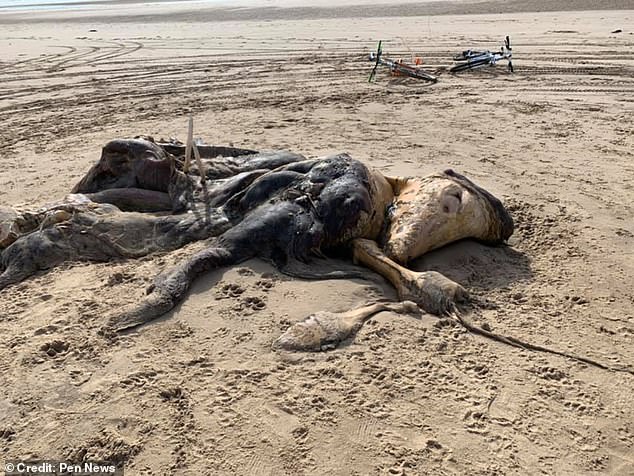 La extraña criatura encontrada en playa de Liverpool