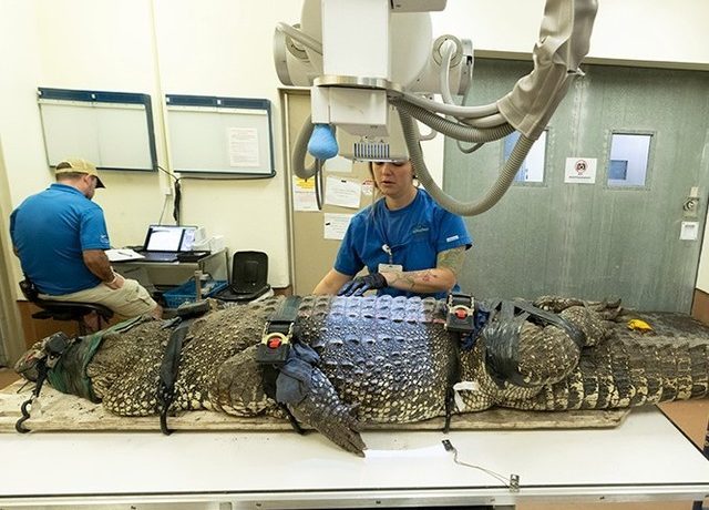 Cocodrilos del Zoo de Miami casi mueren por tragarse objetos de visitantes