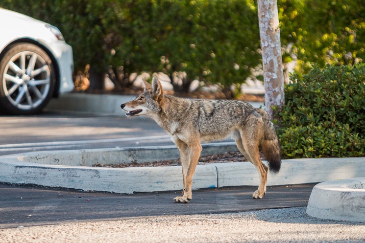 Reportan avistamientos de coyotes en 67 condados de Florida
