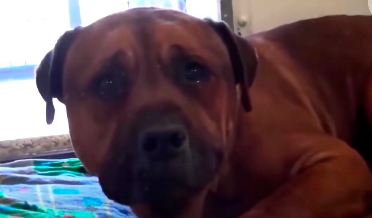 Un perro se hace viral luego de que derramara lágrimas al notar que su familia lo abandonó (VIDEO)