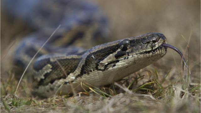Propietarios de anacondas se oponen a ley estatal de Florida que prohíbe esta especie