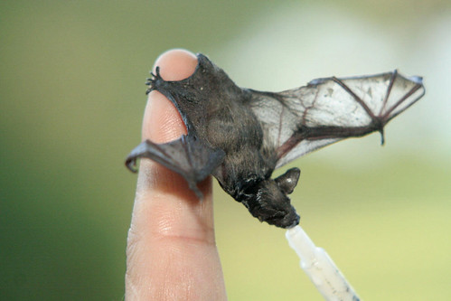 ¿Los murciélagos pueden ayudar a evitar una próxima pandemia?