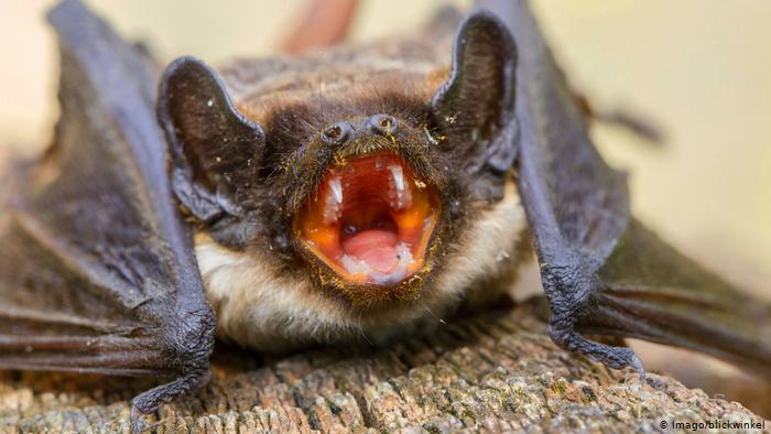 Esto es lo que reveló la caca de murciélagos de una cueva antigua en Jamaica