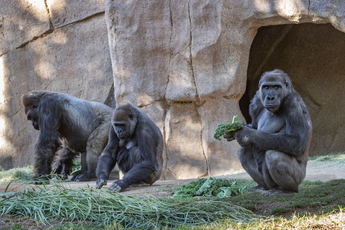 Confirman que 18 de los 20 gorilas del zoológico de Atlanta tienen covid-19