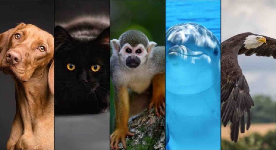 Este test psicológico te dará información sobre tu personalidad al escoger cual es tu animal favorito