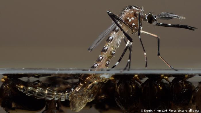 Millones de mosquitos genéticamente modificados serán liberados en Florida