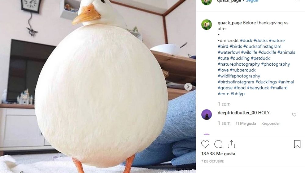 Las fotos y vídeos más virales y tiernas de patos que podrás ver en redes sociales
