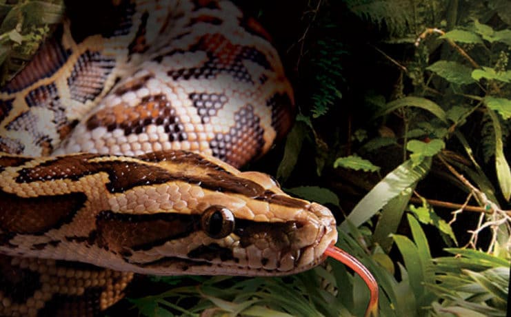 Una serpiente pitón devoró a un caimán en Florida (+Video)