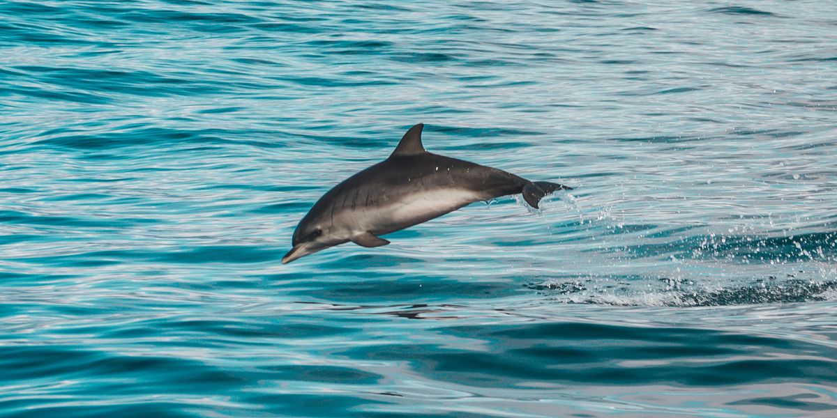 260 delfines nariz de botella hallados muertos en la costa del golfo de EEUU