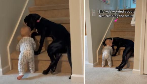 ¡Muy tierno! Una perrita impide que un bebé suba las escaleras y se vuelve viral