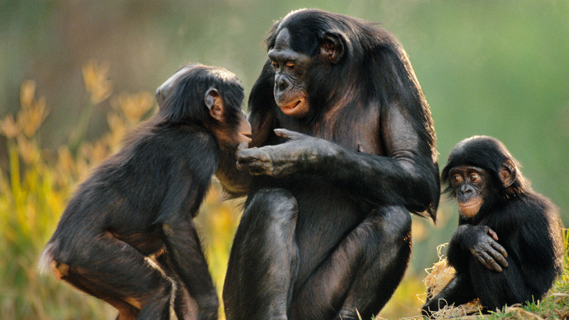 Monos transgénicos: China y EE UU se unieron para crear primates con genes de cerebro humano