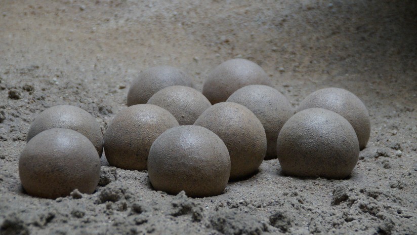 Niño encontró nido de huevos de dinosaurio que datan de 65 millones de años