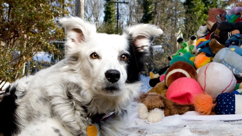 Murió Chaser “el perro más inteligente del mundo” que reconocía los nombres de más de mil objetos