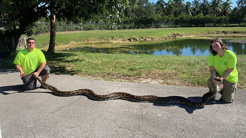 Enorme pitón de casi 6 metros fue capturada en Florida (FOTOS)
