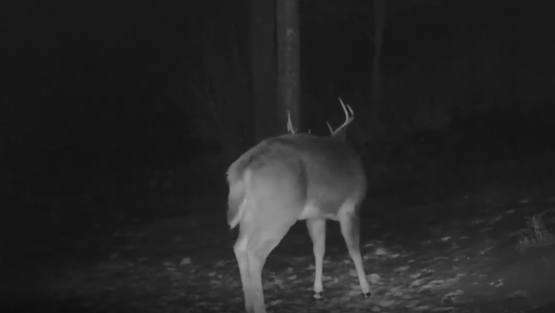 Las cámaras de seguridad captan justo el momento en el que un ciervo muda sus astas +Vídeo