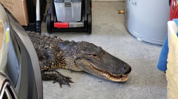 Hombre de Florida recibió visita sorpresa de un caimán de más de dos metros en sus garaje (FOTOS)