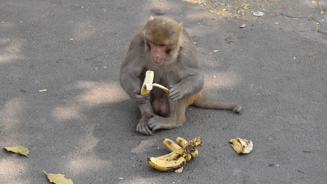 ¡A seguir el ejemplo! Los monos le muestran al mundo cómo cumplir con la distancia social (foto)