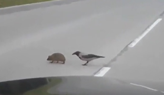No lo podrás creer hasta que lo mires: Un erizo fue ayudado por un pájaro para que cruzara rápido la carretera +Vídeo viral