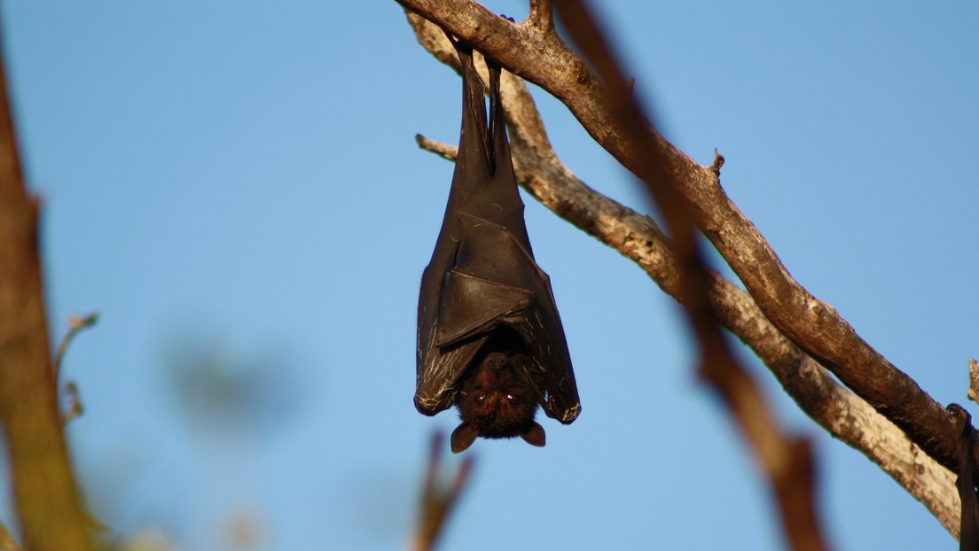 “Murciélago humano”: La foto que tiene horrorizados a los internautas