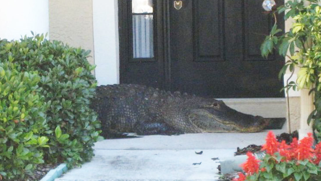 Familia de Florida fue sorprendida por un caimán mutilado en la puerta de su casa (FOTOS)