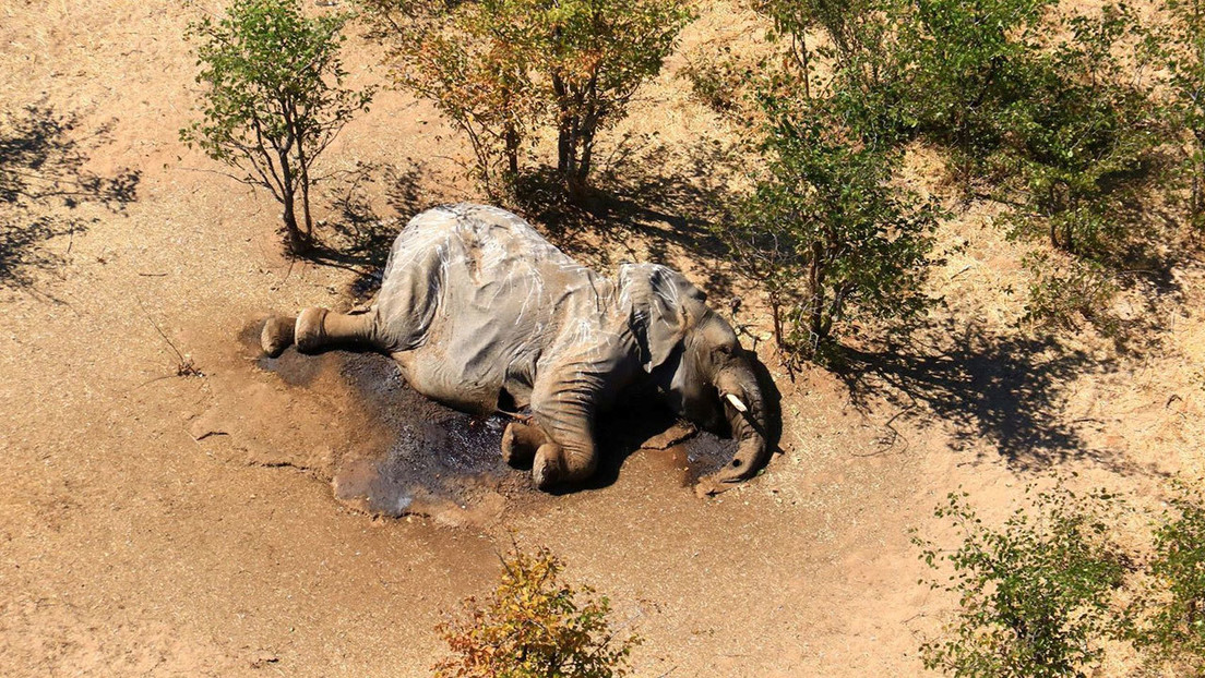 Descubren al “culpable” de la muerte de cientos de elefantes en circunstancias misteriosas en Botsuana