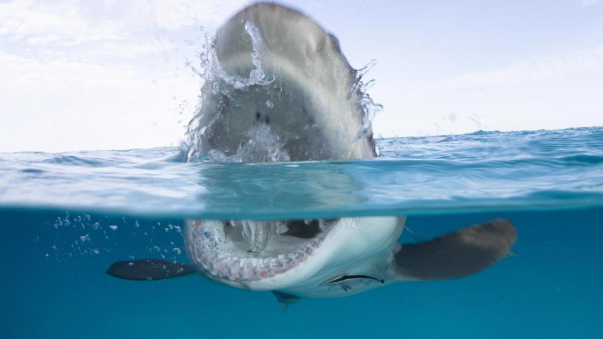 Ataque de tiburón dejó a un pescador hospitalizado en Florida