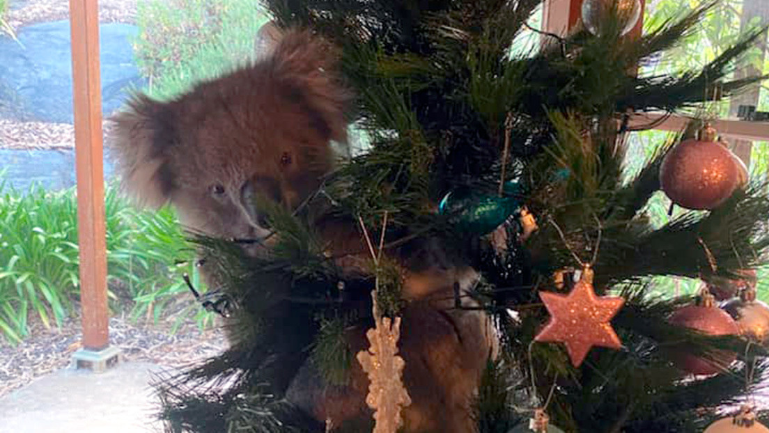 ¡Qué extraño adorno! Un koala apareció en el Árbol de Navidad de una familia