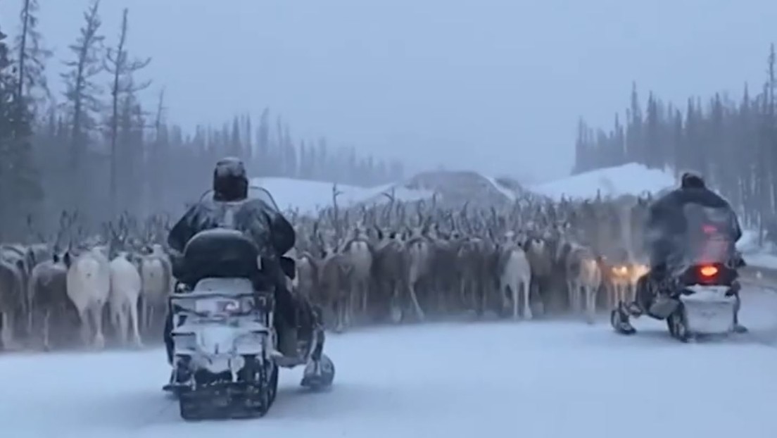 Un atasco peculiar: Ciervos interrumpen el paso de conductores en Rusia