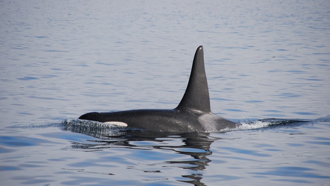 ¡Astucia animal! Mira cómo una foca se salvó de ser atacada por una manada de orcas +Vídeo