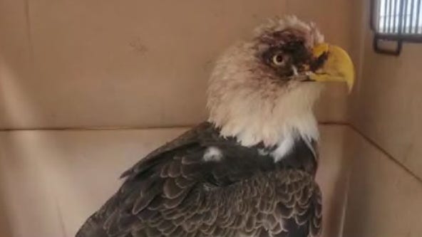 Estudiantes de primaria salvaron a un águila calva en Florida