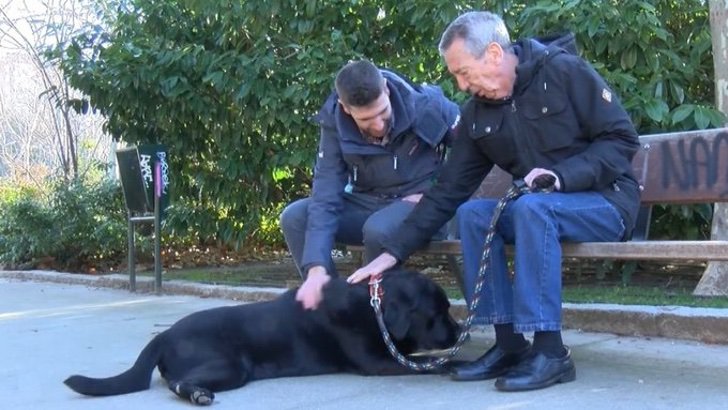 Una perra labrador se volvió viral al guiar a su dueño con Alzheimer hasta su casa