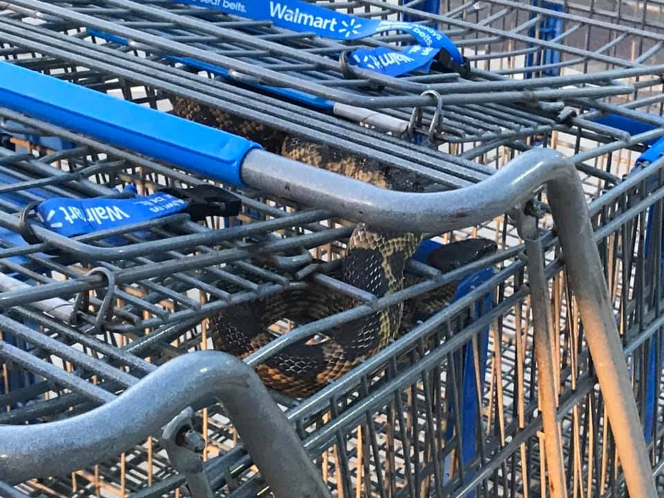 Trabajador de Walmart es sorprendido por una serpiente en un carro de compras