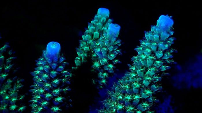 Ciencia y arte crean conciencia sobre la supervivencia del arrecife de coral 