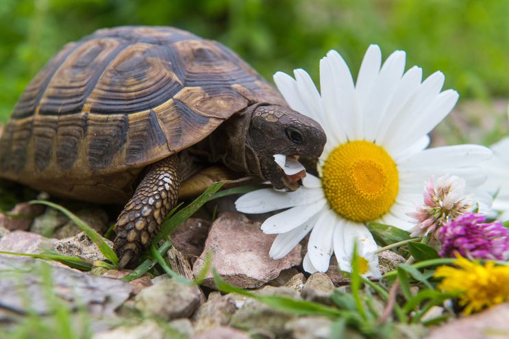Evalúan más protección para tortugas terrestres en Florida