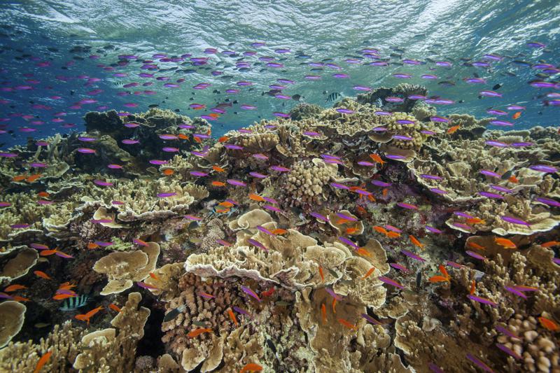 Gran Barrera de Coral sufre blanqueamiento de sus corales
