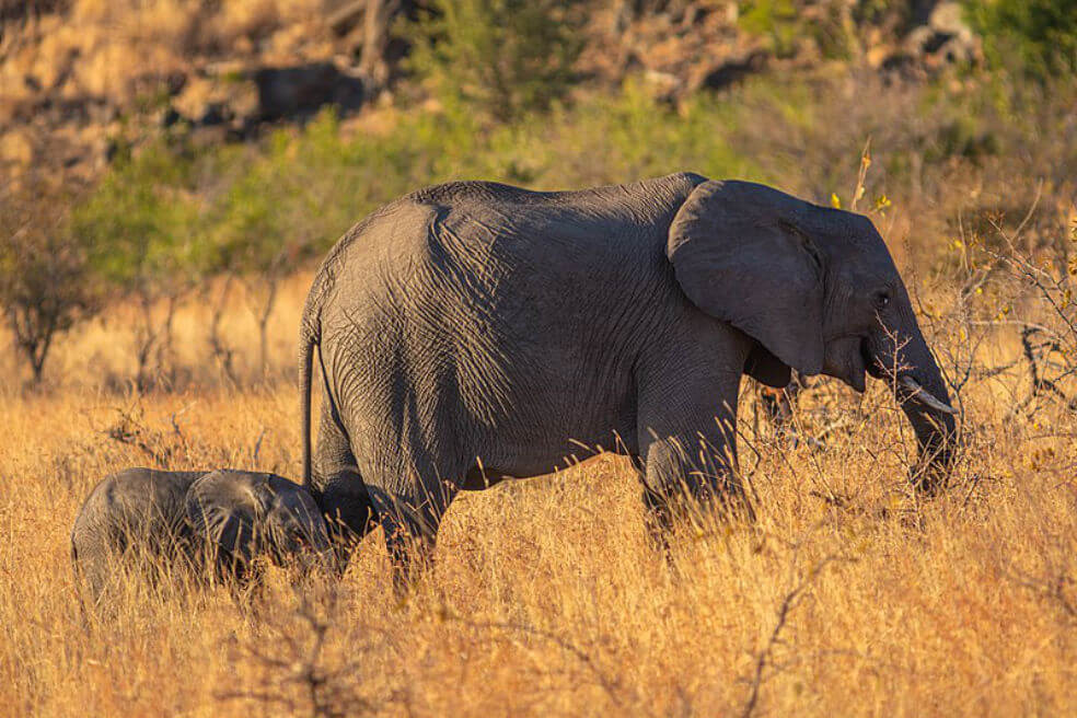 ¡Líderes abogan por los animales! Prohíben la venta de elefantes para zoológicos y circos del mundo