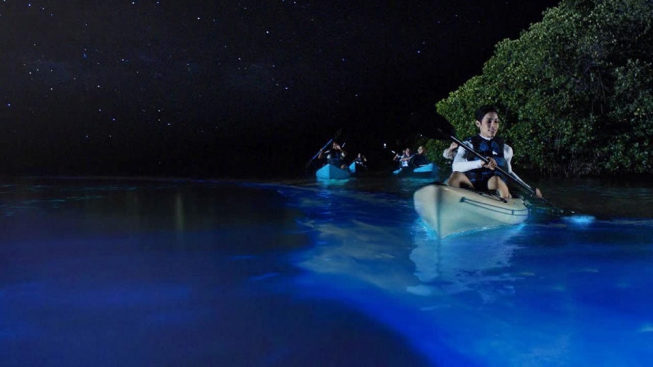 La Costa Espacial de Florida brilla bajo el efecto de la bioluminiscencia (FOTOS)