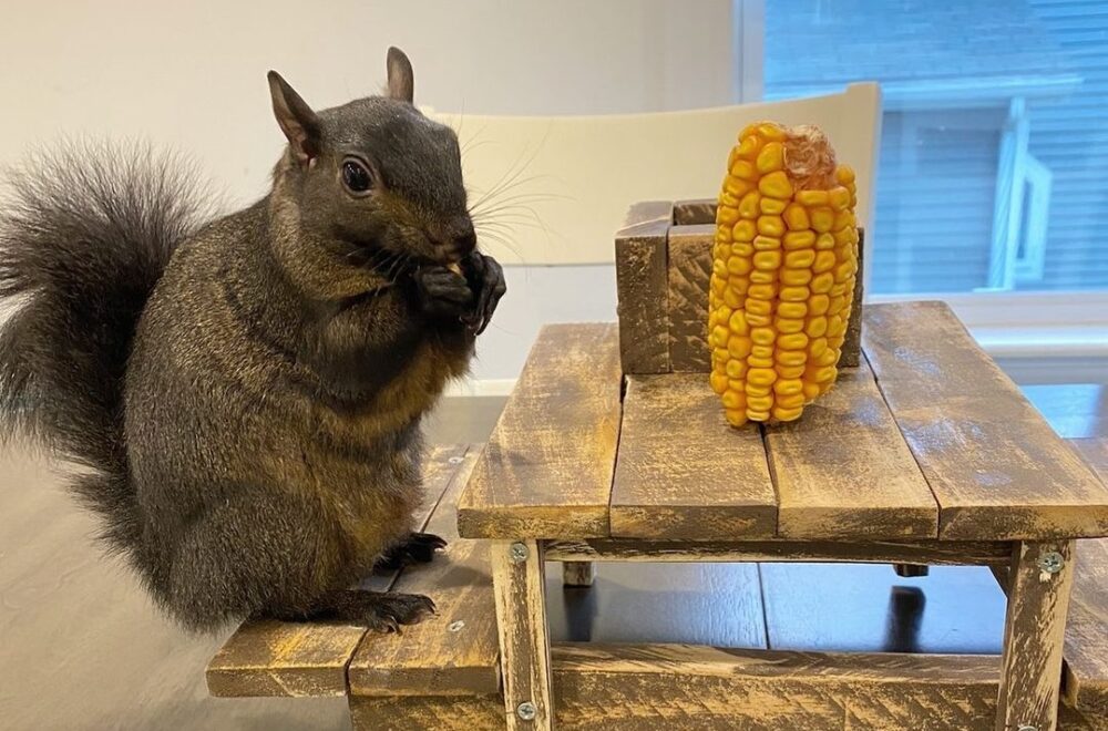 Muertes de Peanut y Fred fueron en vano: La ardilla y el mapache no tenían rabia