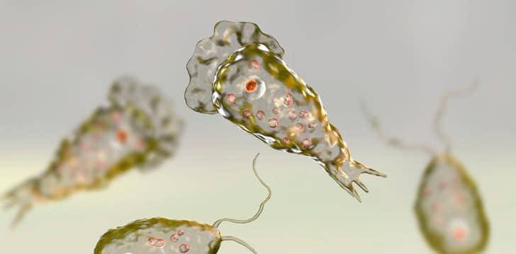 ameba bacteria
