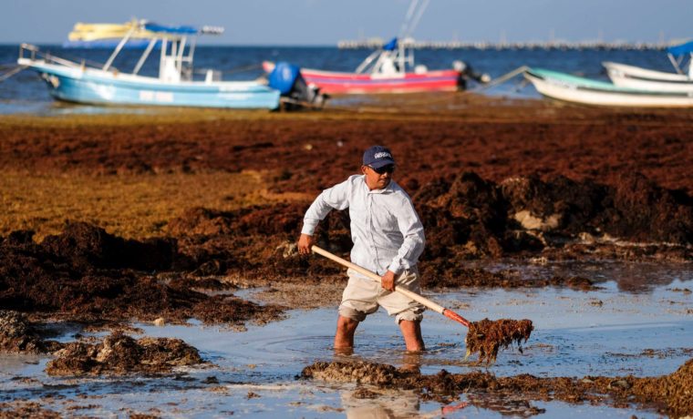 Algas marinas se apoderan de costas de Florida: hasta se ven desde el espacio